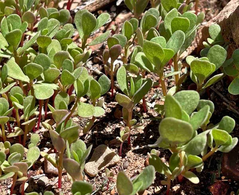 10. It Grows Faster Than Most Garden Vegetables