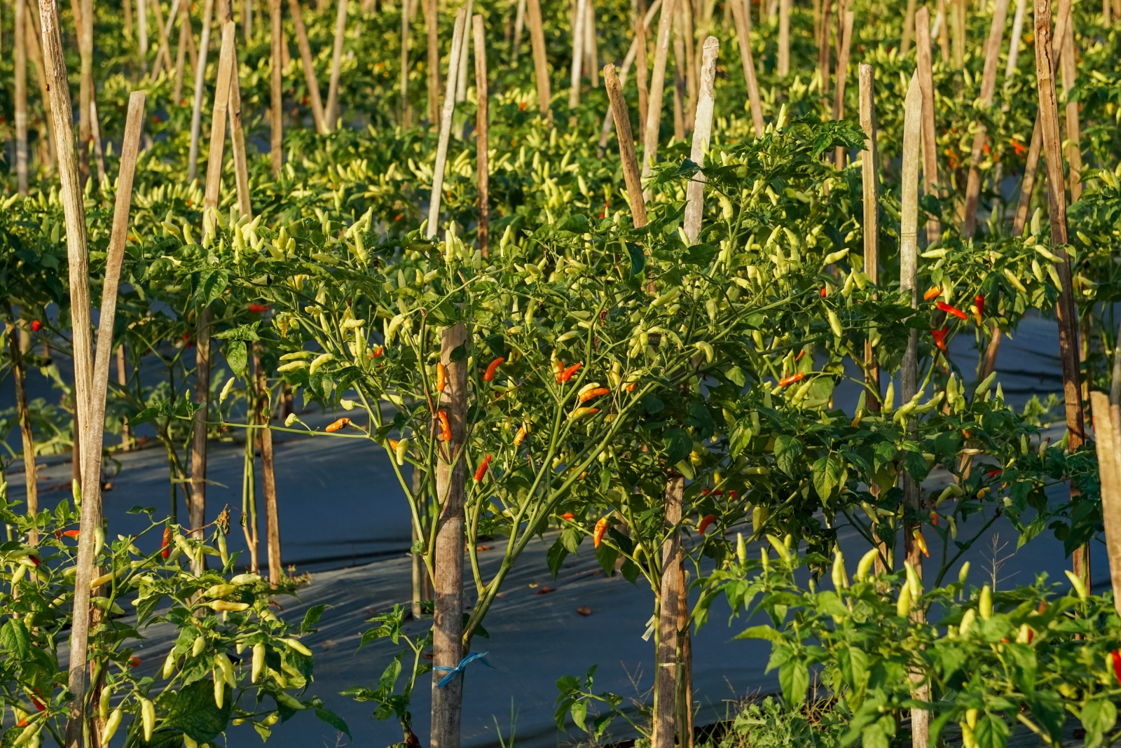 pepper plants (featured image)