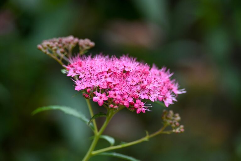 pink spirea