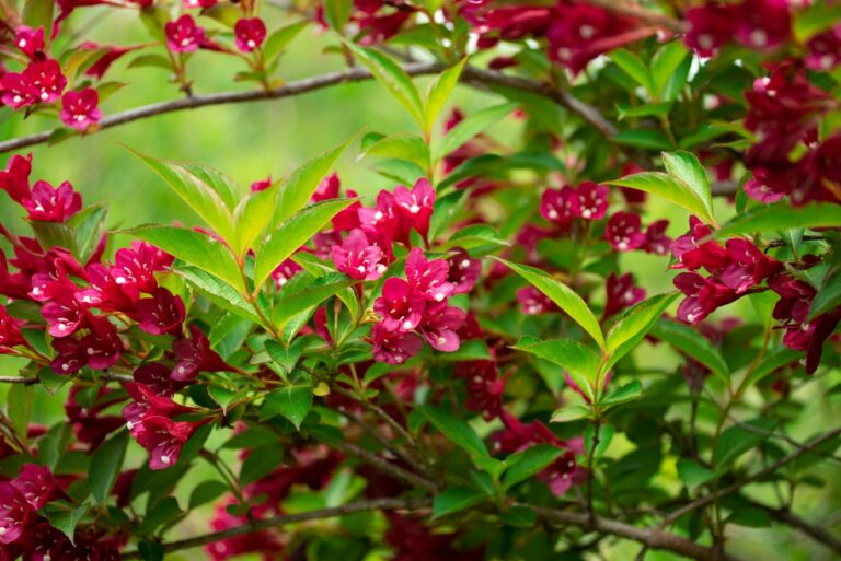 red weigela