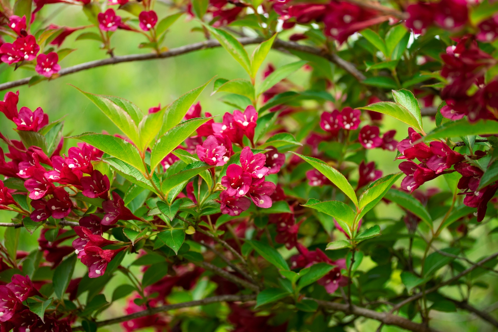 A Hardy Shrub That Fills Tennessee Gardens With Vibrant Red Blooms