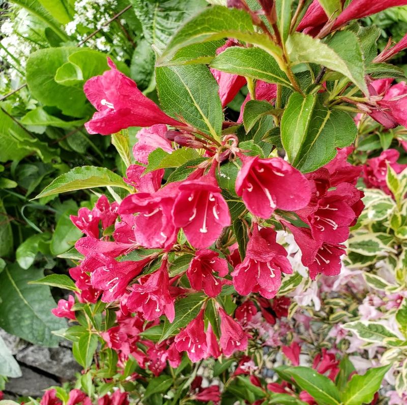 Red Weigela Thrives In Tennessee's Climate
