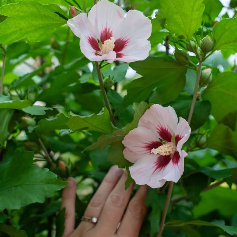 Survives New Jersey Winters Without Complaint