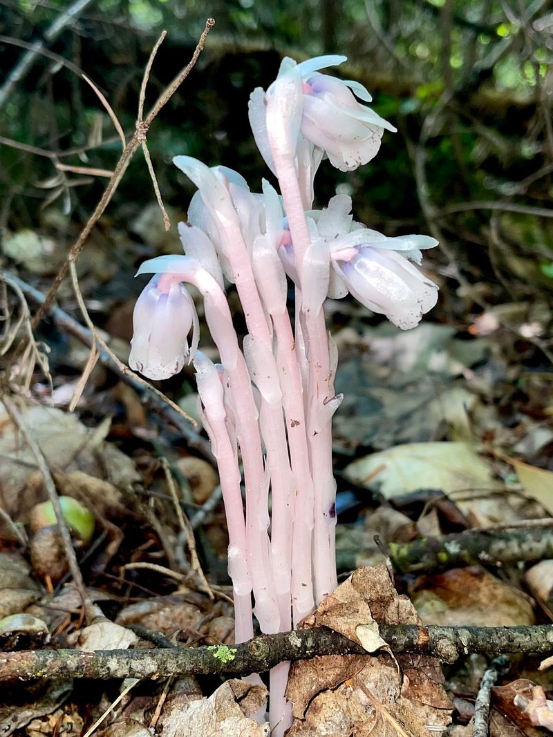 Ghost Pipe Gets Its Name From Its Spooky Appearance