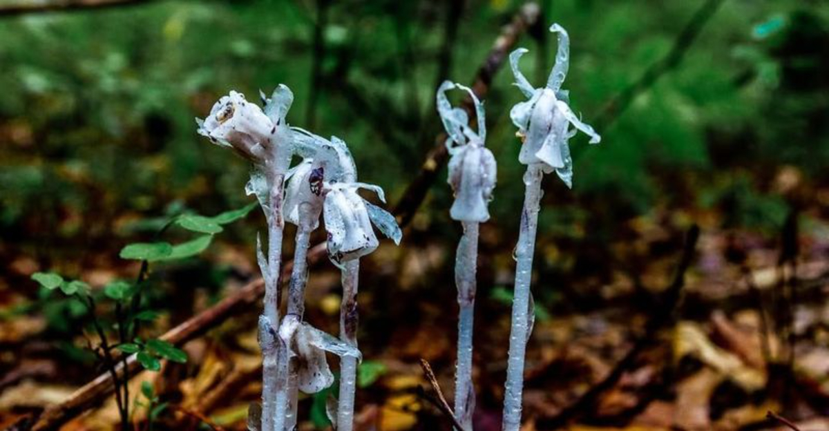 ghost plant