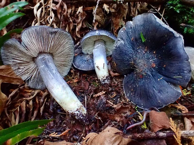 A Stunning Shade That Stops People In Their Tracks