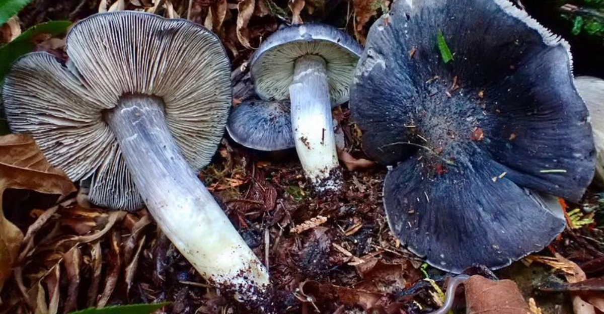 A Mysterious Blue Mushroom Keeps Appearing In Indiana Yards – Here’s What Residents Are Finding