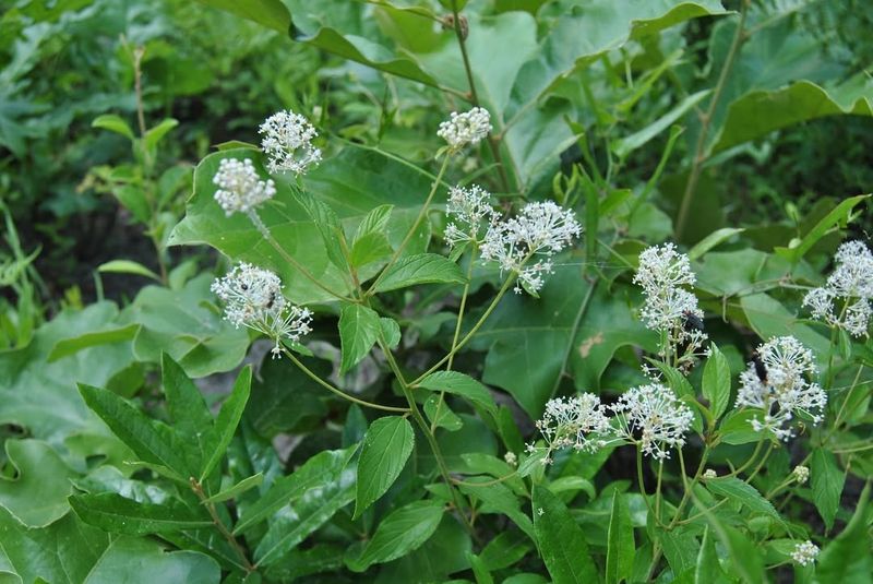 Revolutionary War Tea Substitute