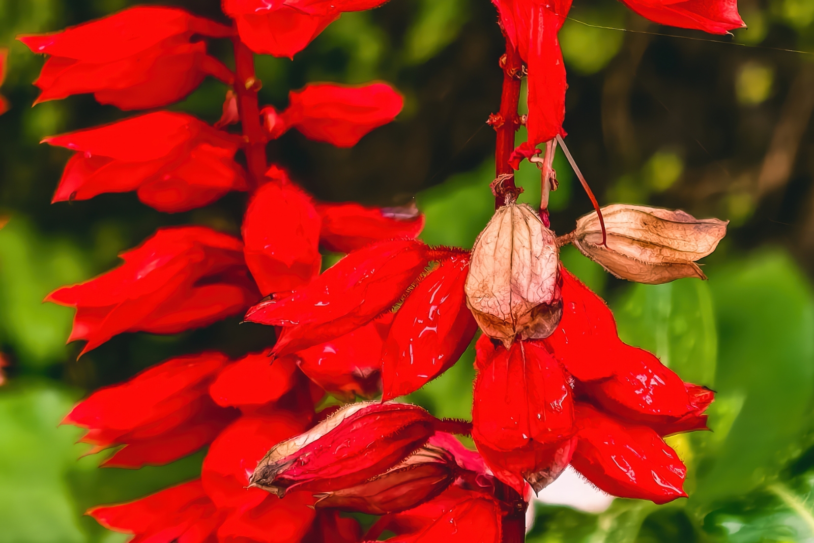 A Native Plant Bringing All The Bees To Florida Yards This Season