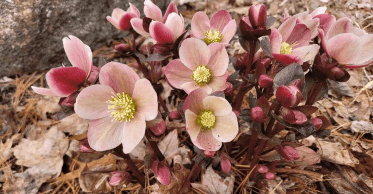 hellebore flower