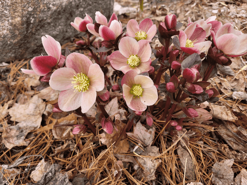 Winter's Unexpected Gift Arrives In Garden State