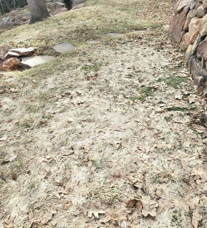 Prevents Snow Mold And Fungal Diseases