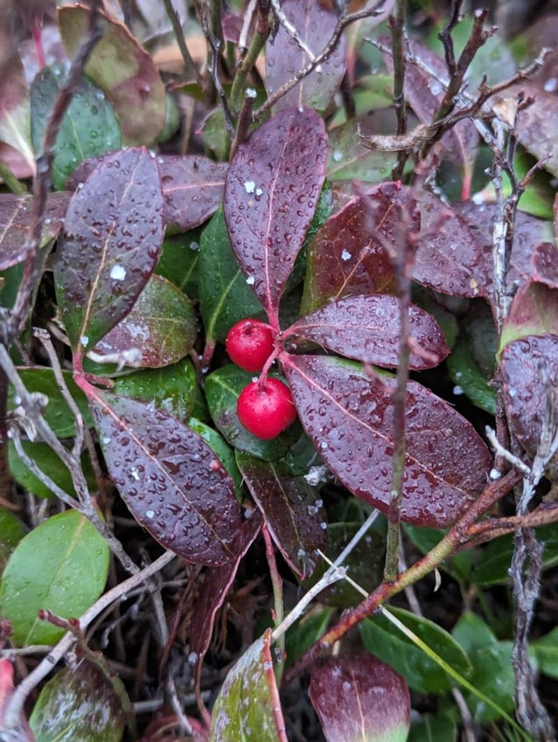 Bright Red Berries Stand Out Against Snow