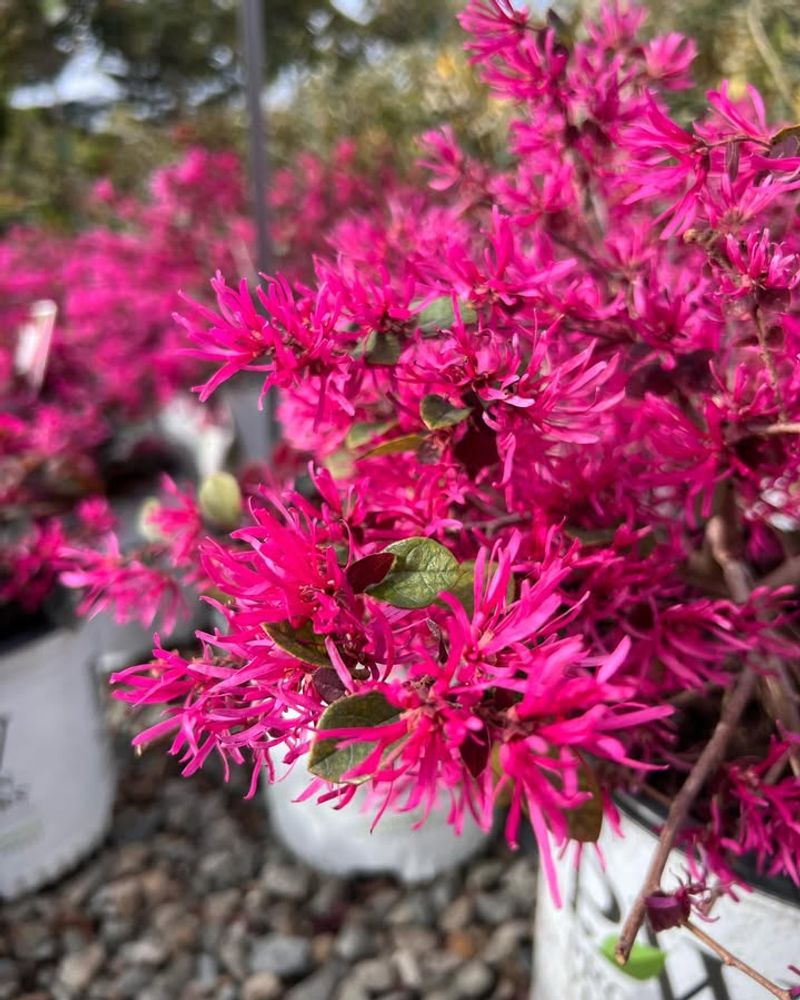 Stunning Year-Round Color That Never Gets Boring