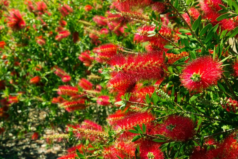 bottlebrush shrub red flowers