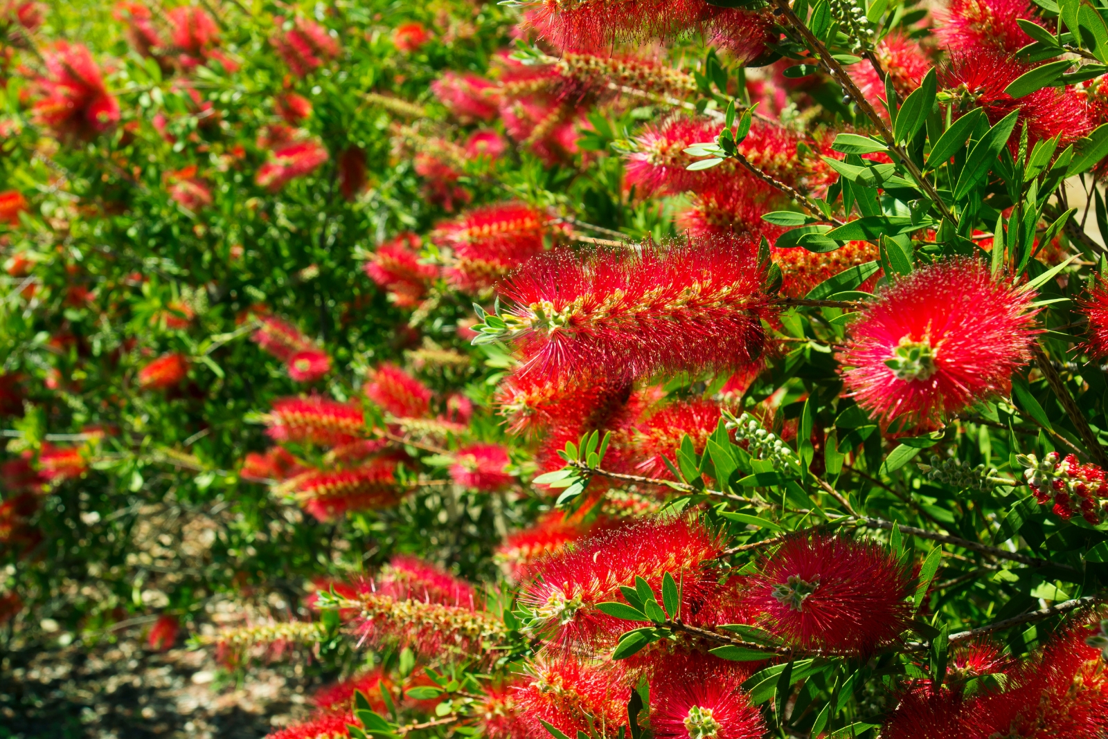 A Tough Shrub With Red Flowers Perfect For Nevada Landscapes
