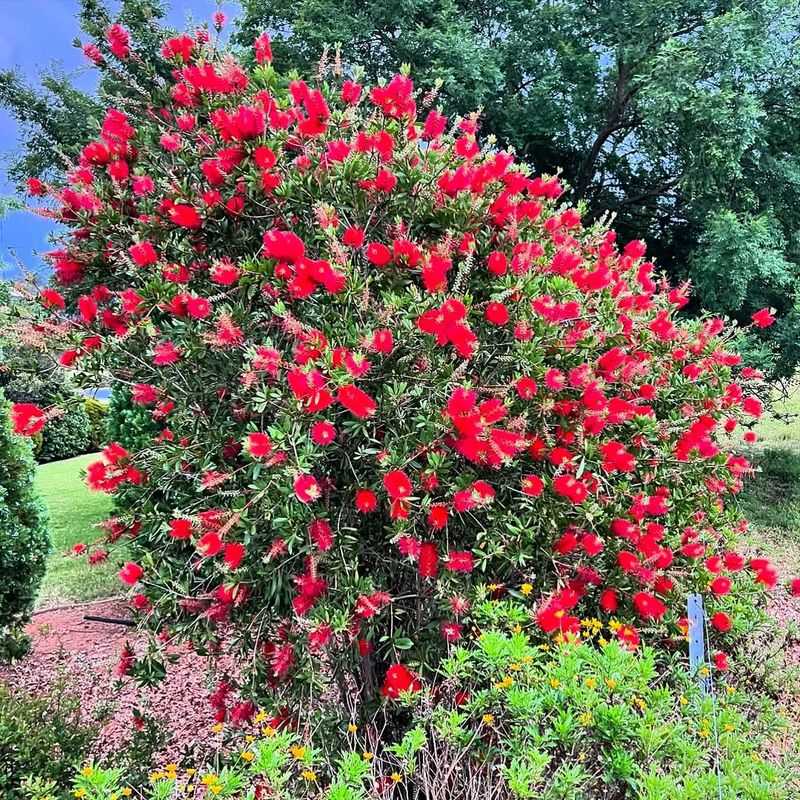 Drought Tolerance Makes It Ideal For Desert Climates