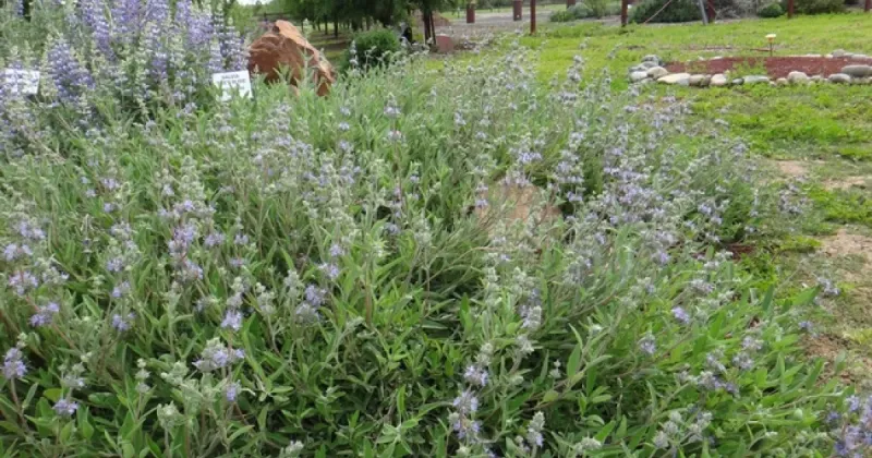 Non-Native Invasive Plants