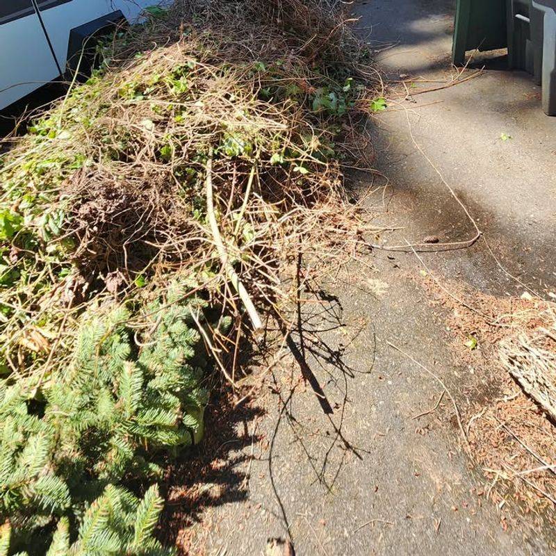 Yard Debris Piles Welcome Spiders And Insects