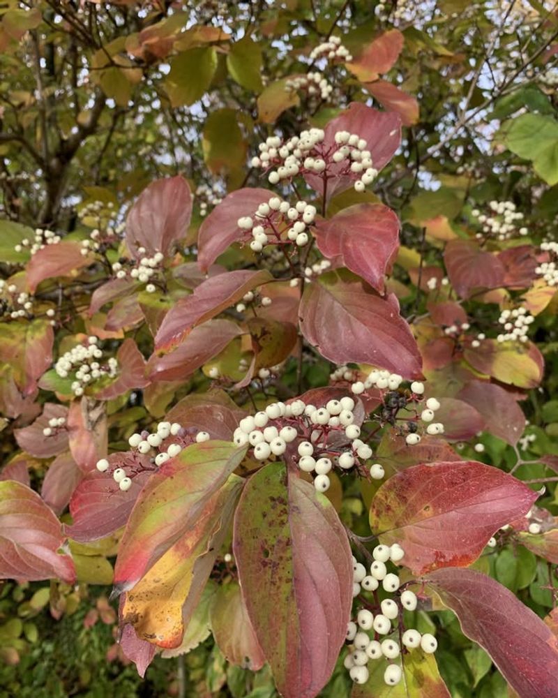 Galls Form Unusual Bumps and Clusters
