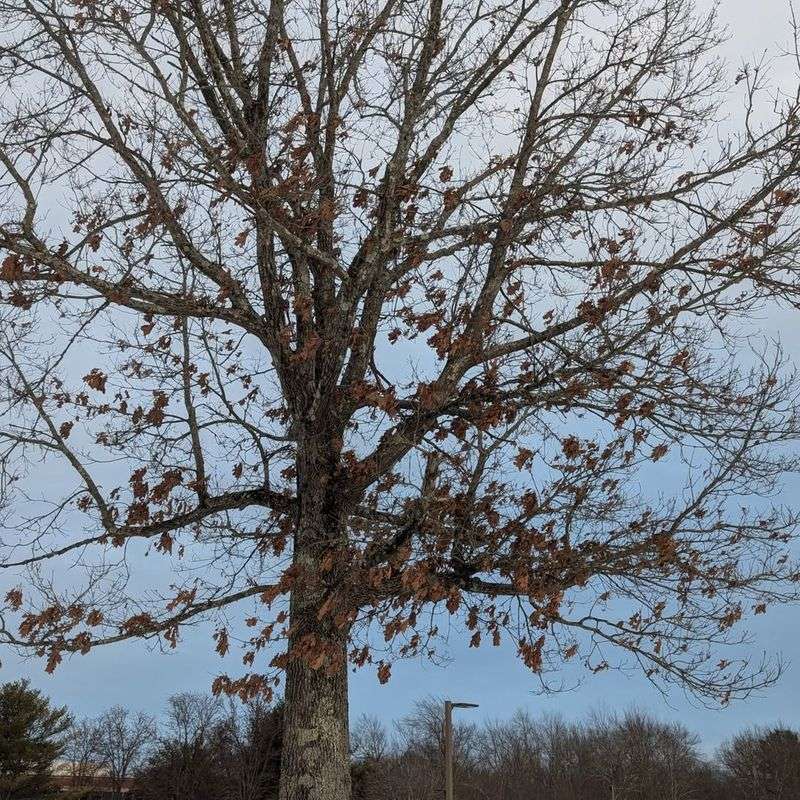Clumped Leaves Caught On Broken Branches