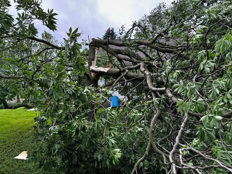 Leaf Clusters From Storm Damage