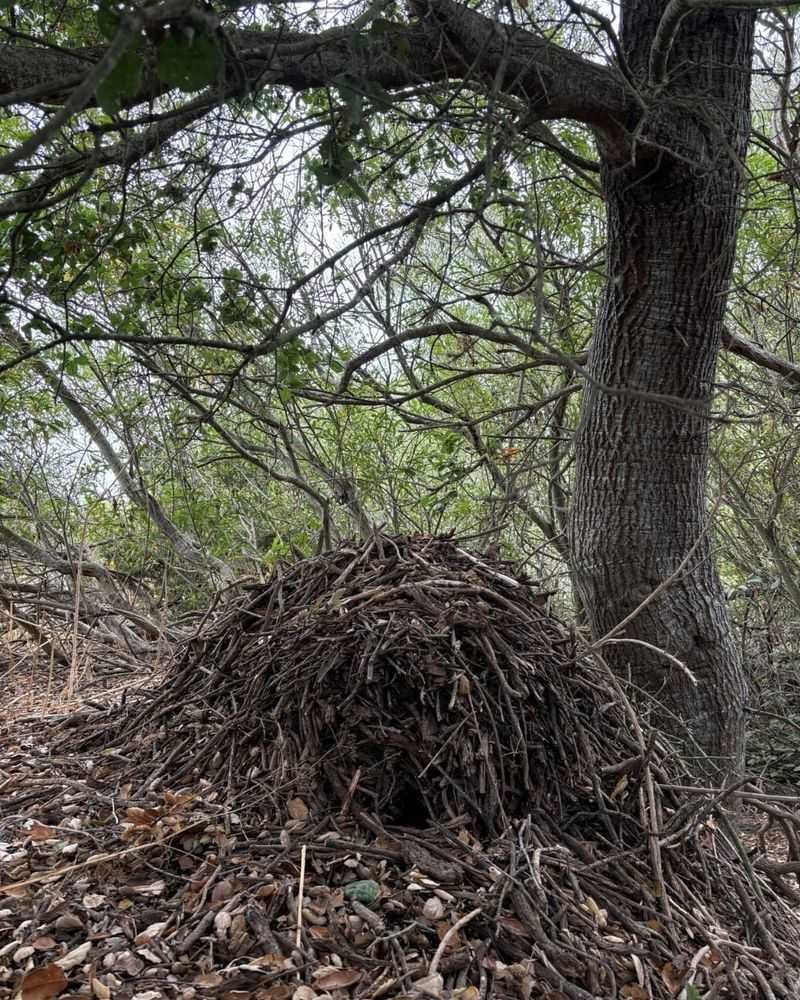 Packrats Construct Middens Everywhere