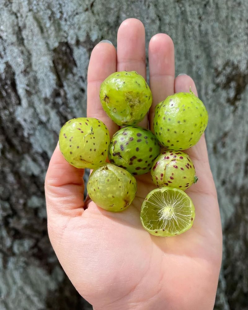 Oak Apple Galls Create Round Leafy Masses