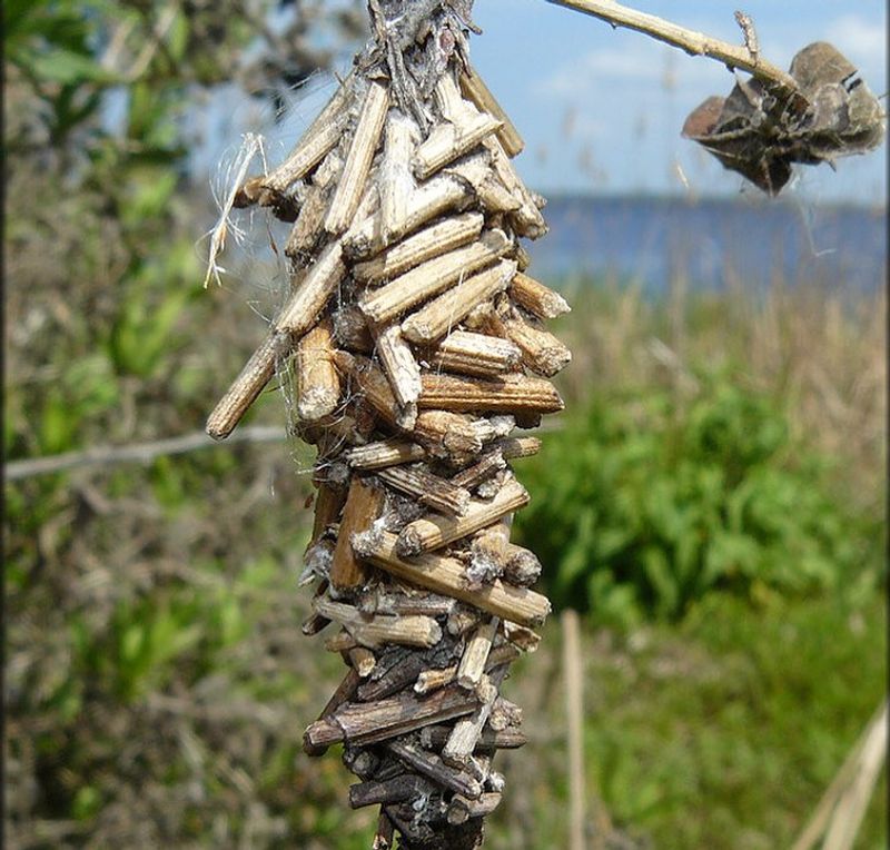 Bagworm Silk Shelters