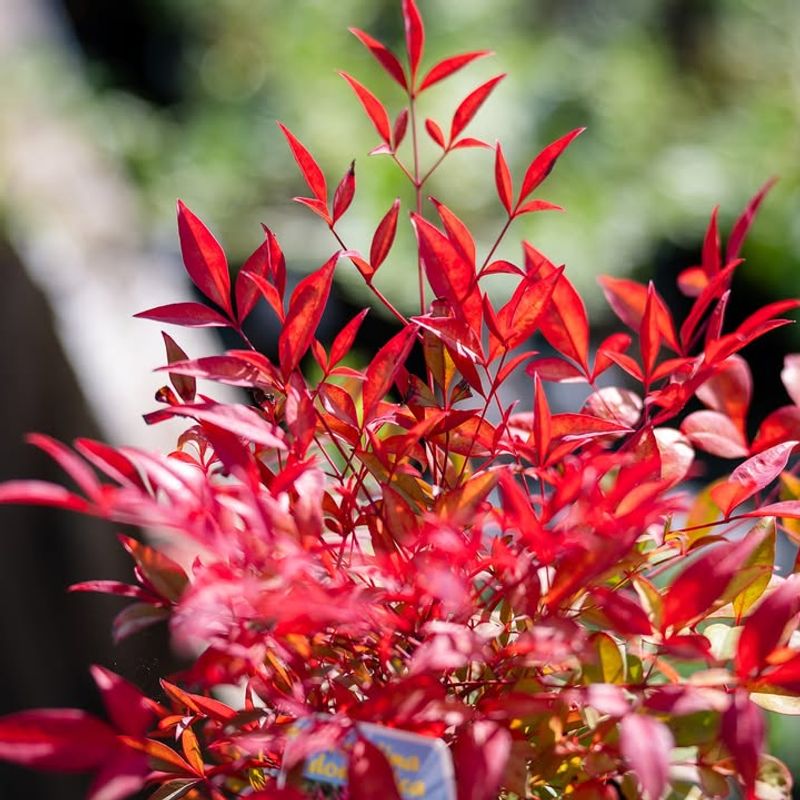 Nandina