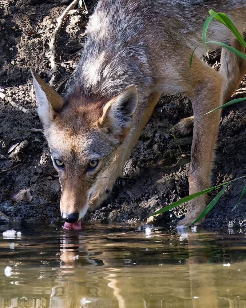 Water Sources In Developed Areas