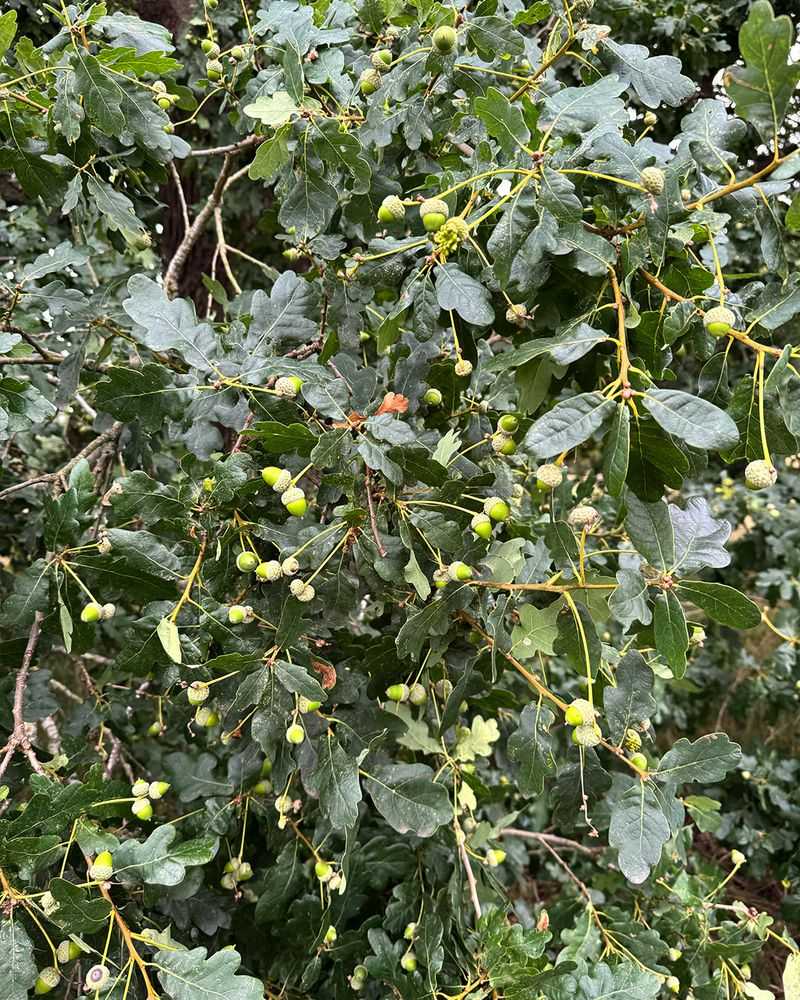 Tree Stress Response