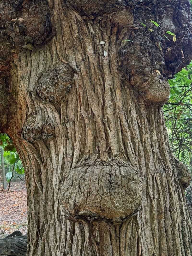 Tree Stress From Previous Years