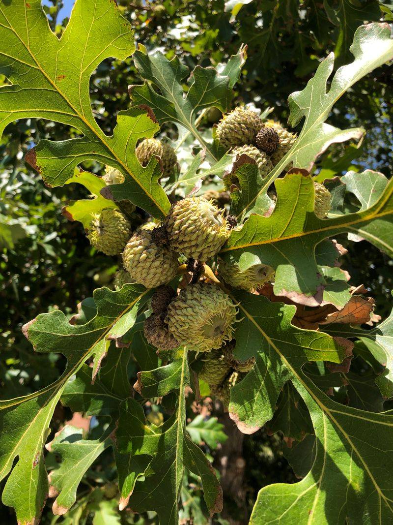 Healthy Mature Oak Population