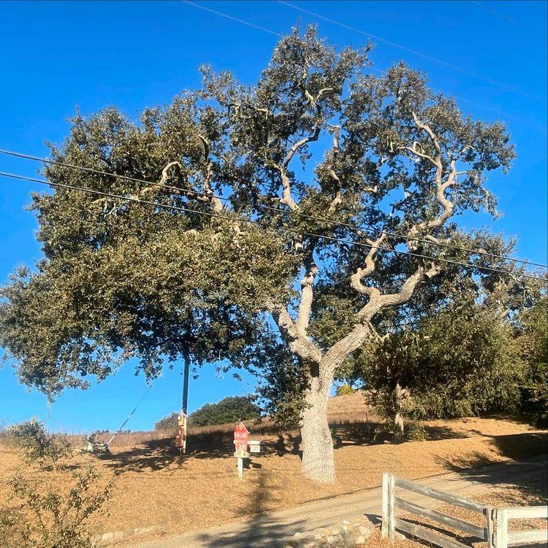 Healthy Oak Tree Population