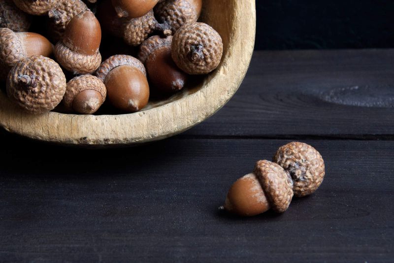 Reduced Pest Populations Let More Acorns Survive