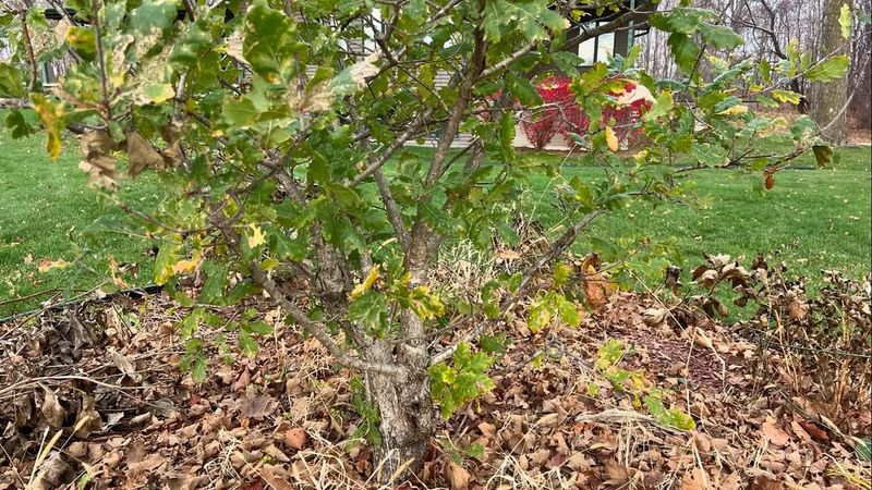 Healthy Soil Moisture Levels