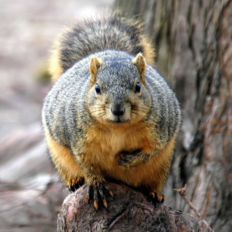 Lower Squirrel And Deer Populations