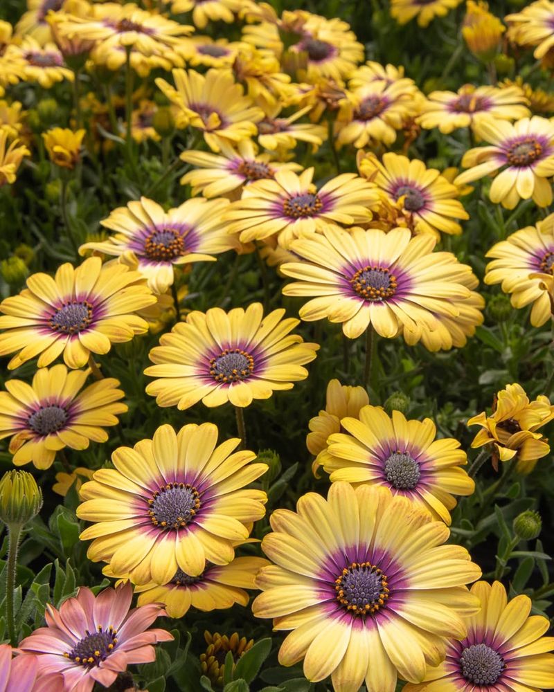 Natural Adaptation to Mediterranean Climate