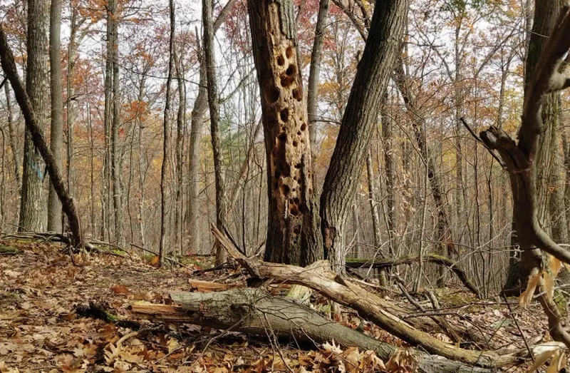 Dry Trees Of Any Species