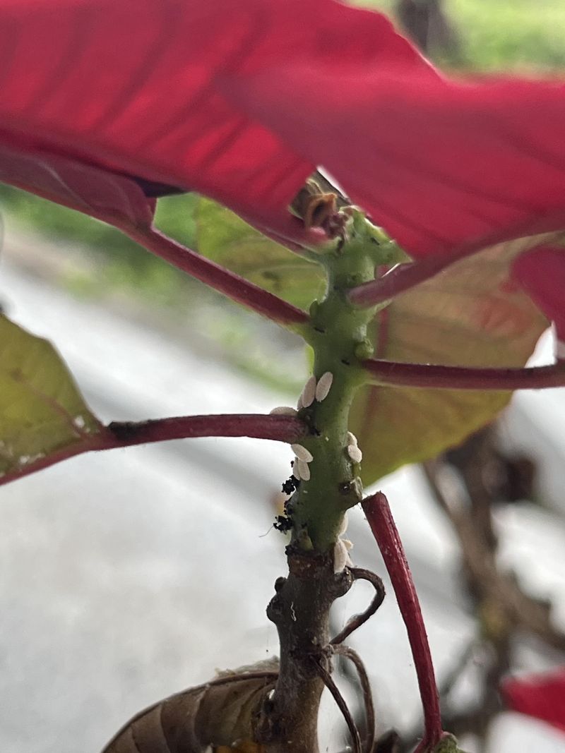 Weakened Immunity Makes Plants Pest-Prone