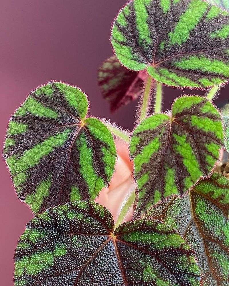 Consistent Warm Temperatures Support Growth