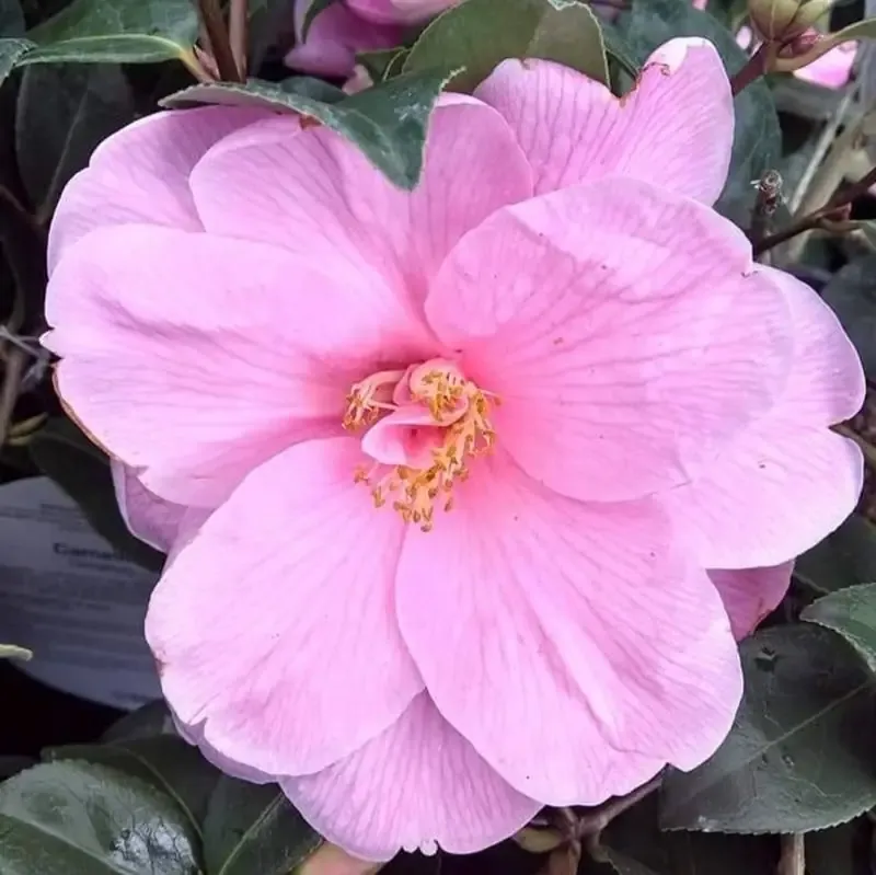 Stunning Variety Of Pink Shades Available