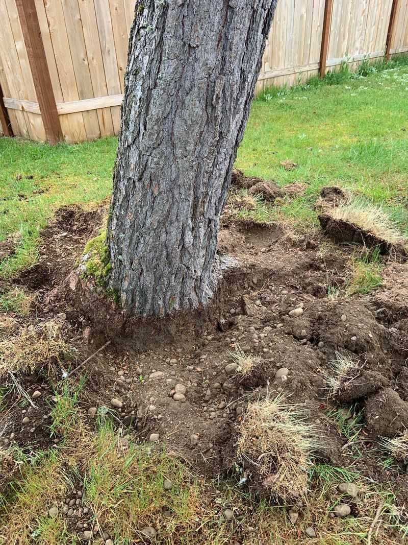 Compacted Soil from Foot Traffic