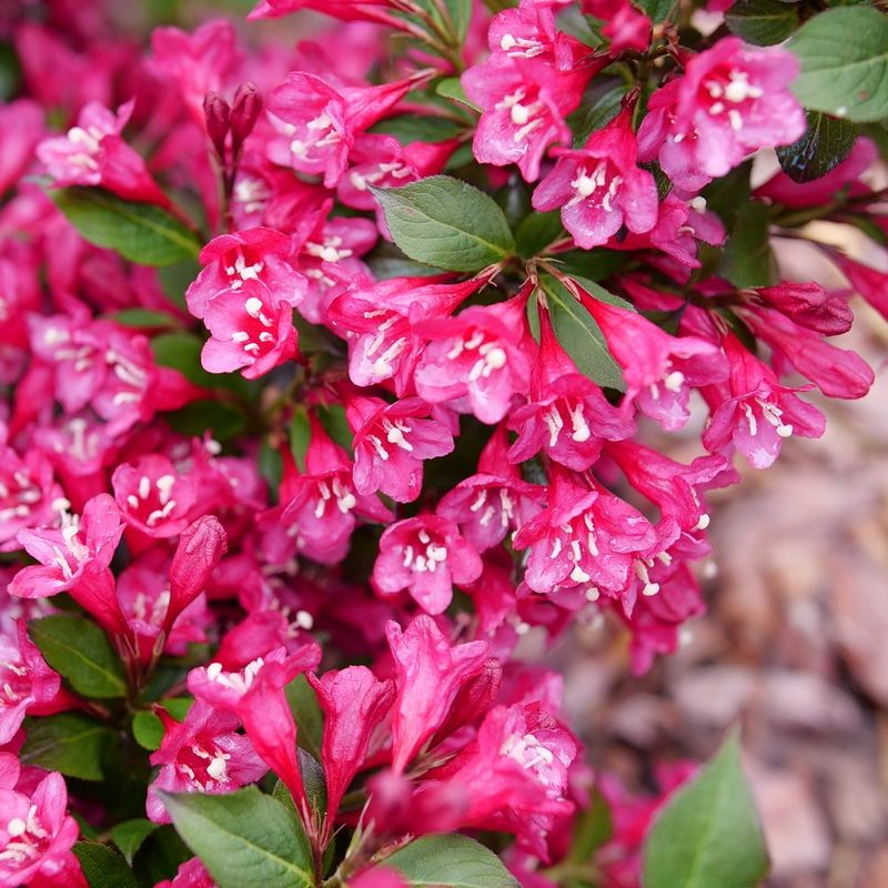 Compact Varieties Fit Smaller Yards Perfectly