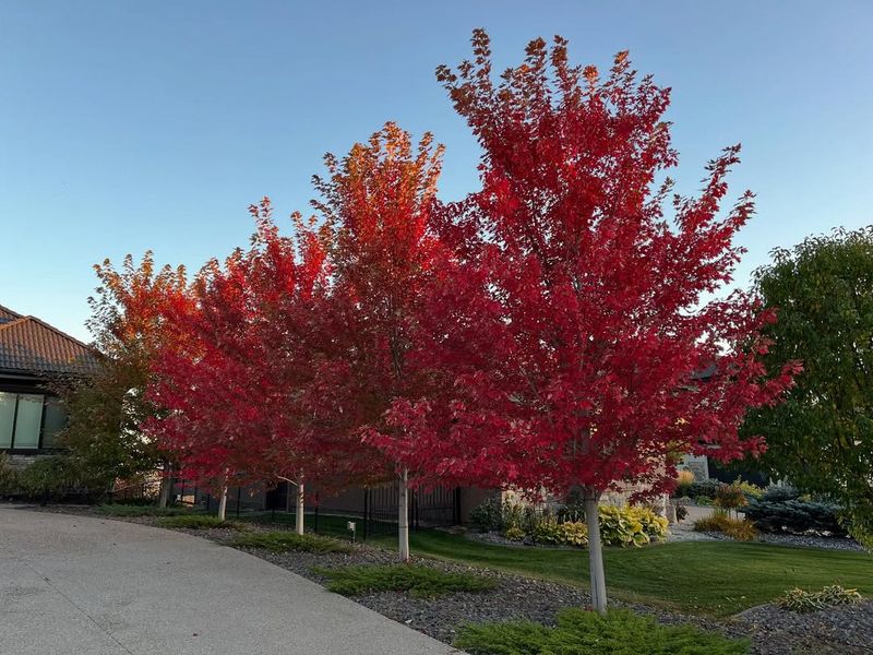 Low Maintenance After Establishment