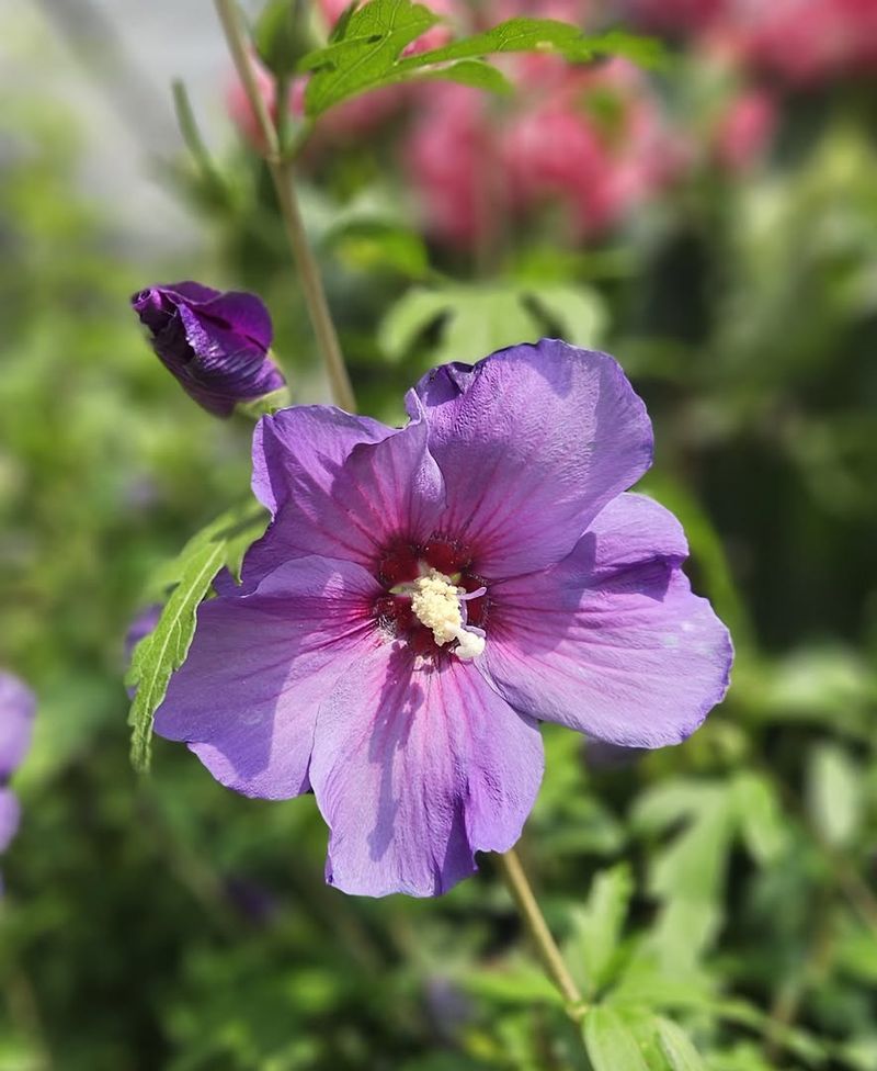 Offers Multiple Color Varieties Beyond Traditional Pink