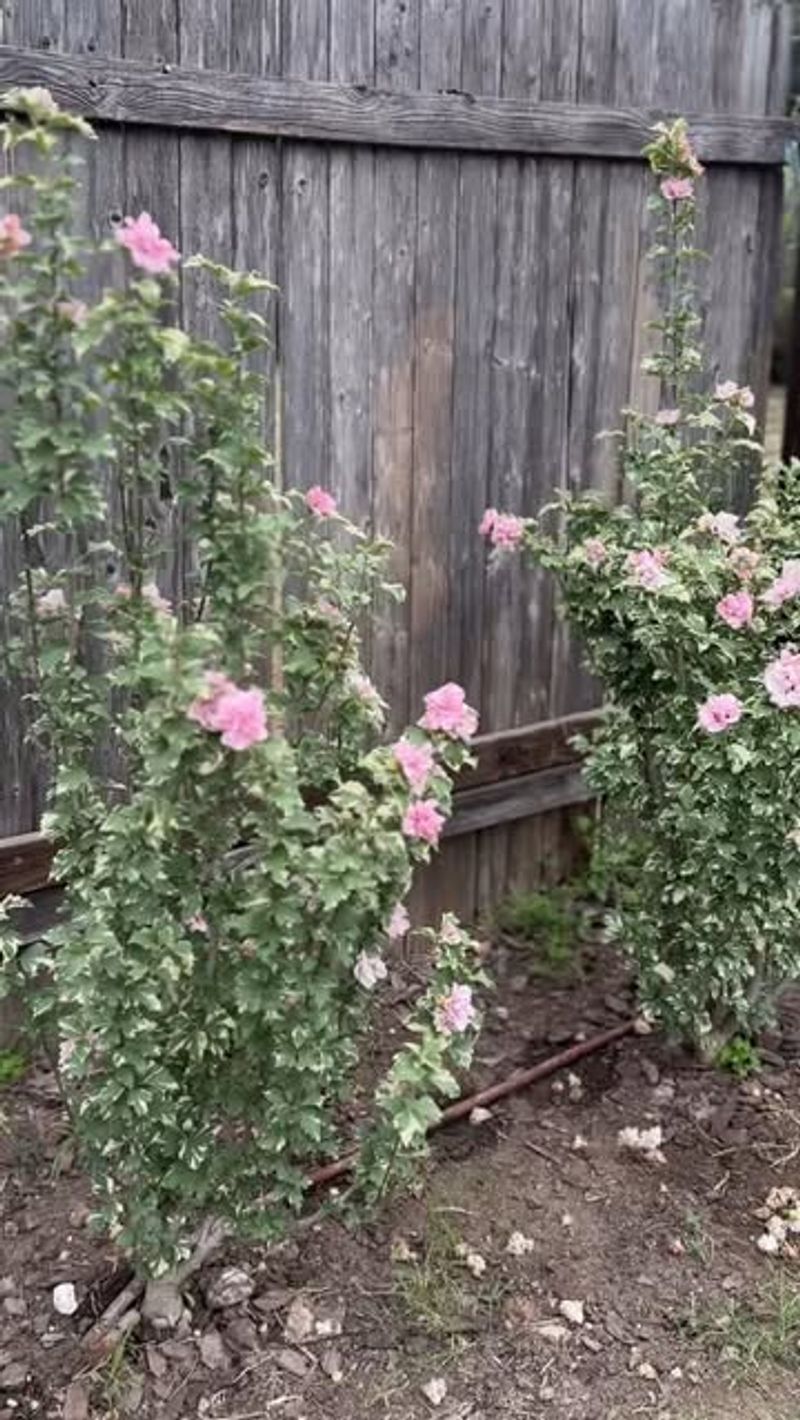 Offers Multiple Color Options Beyond Pink