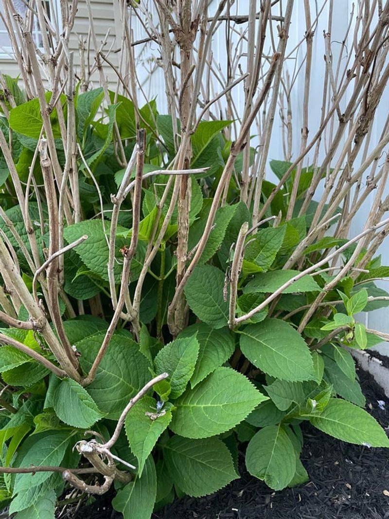 Prune Damaged Blooms But Leave Healthy Stems Alone