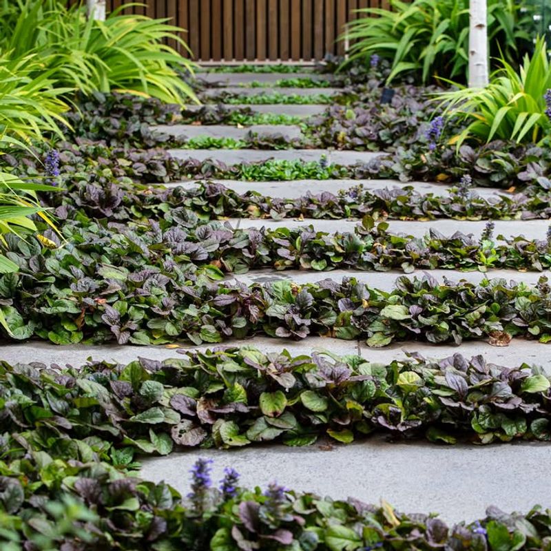 Create Groundcover Carpets With Ajuga